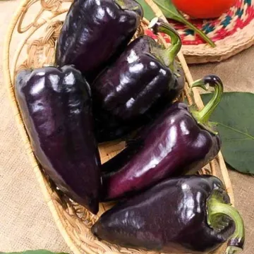 Чорний Цукор