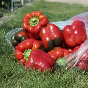 Красный рыцарь X3R F1