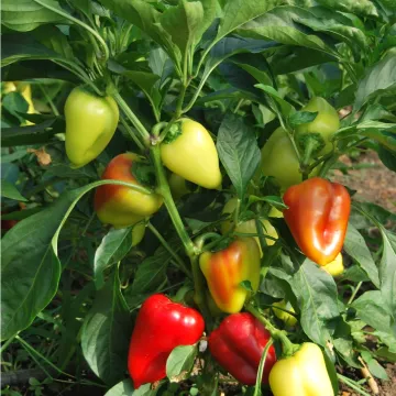 Кубанский Консервный