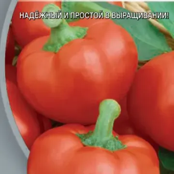 KULACHOK