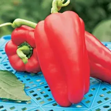 Курсант