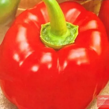 Марія