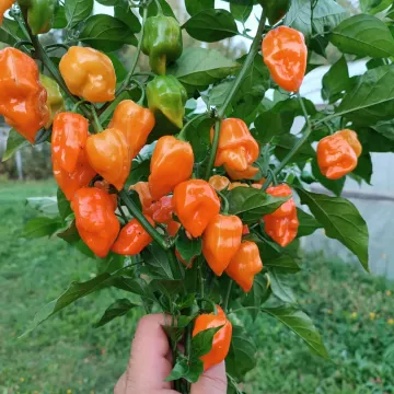 Сардинеро