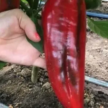 Виталика