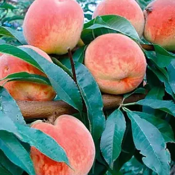 Чародей