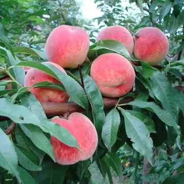 Киевский ранний