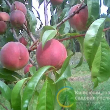 Пам'ять Гришко
