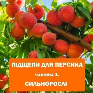 Подвойный 1