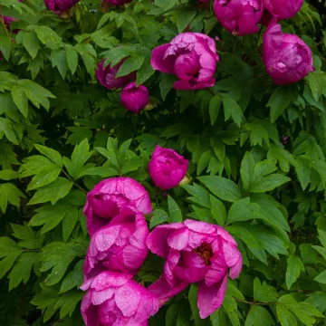 YULIA DRUNINA PEONY