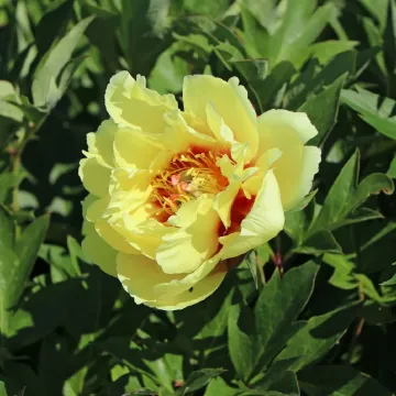 Зарниця