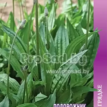 Лекарь