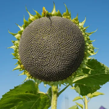 Аякс