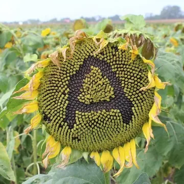 Антей