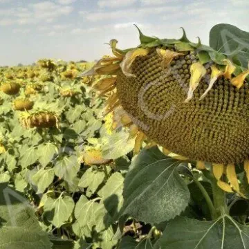Батяня