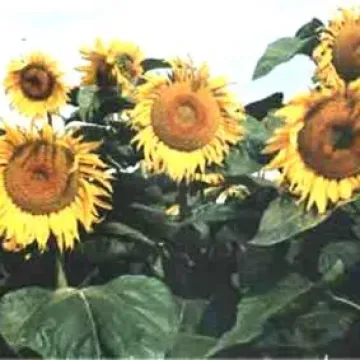 Дарий
