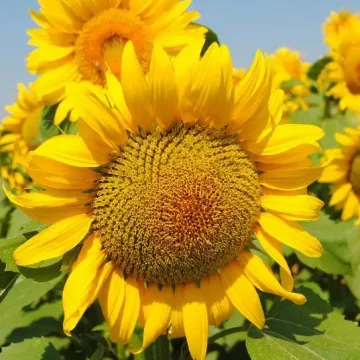ЭД 114