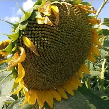 Флорімі