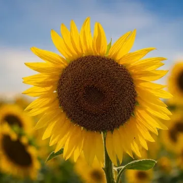 Фогор