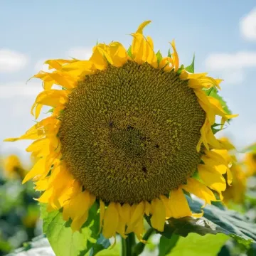 Фуріус СЛ
