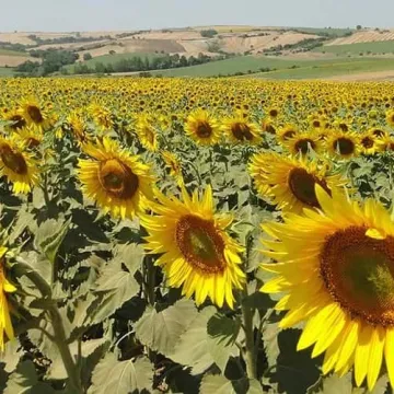 ІА 1079 ДМР