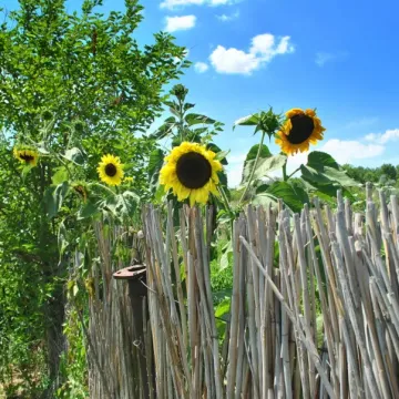 Інгул