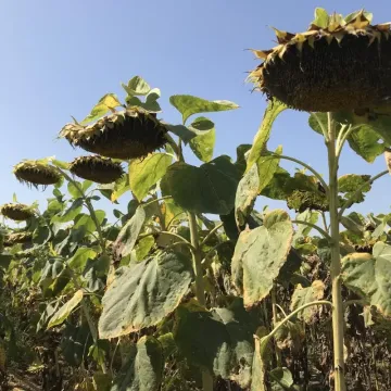 Юнона