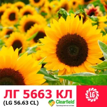 ЛГ 5663 КЛ