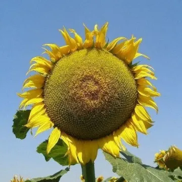 Мас 91.А