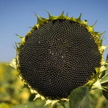 Нейрон