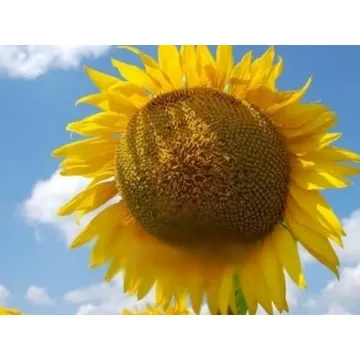 НК Долби