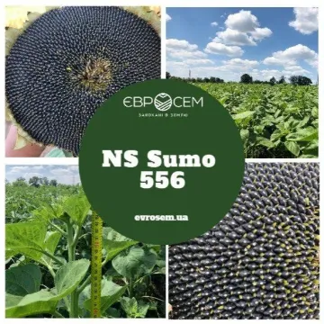 NS Sumo 2019