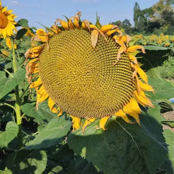 Оплот