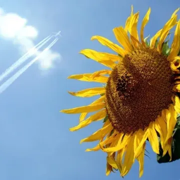33153