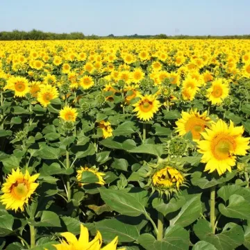 Річард