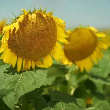 СА 6896 А