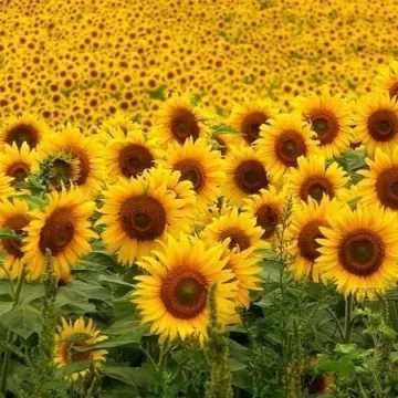 ТС 13