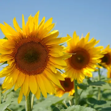 Урсус