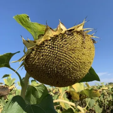 Златсон