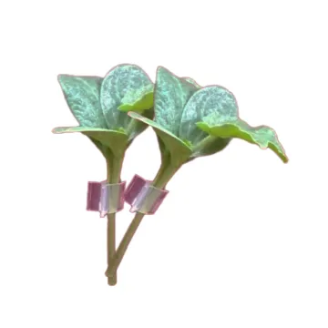 57366