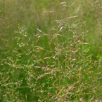 Альба