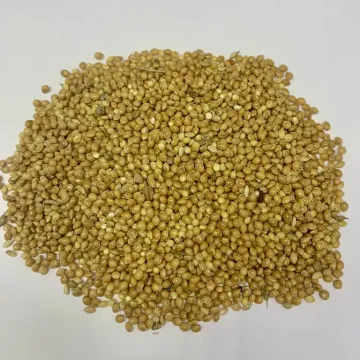 Орловский Карлик