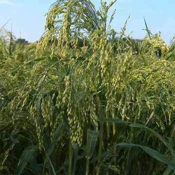 Особливе