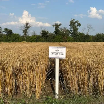 АФК Лайт Грін