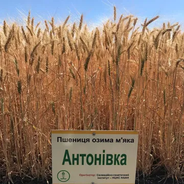 Антонивка
