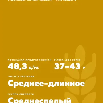 Арсея