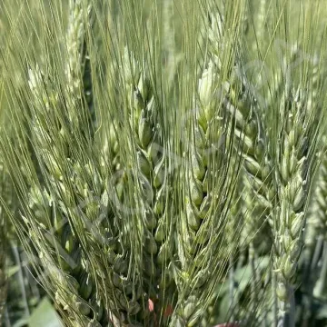 Багира