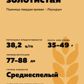 Безенчукская Золотистая