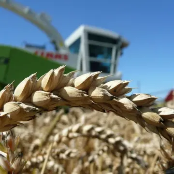 Бонанза