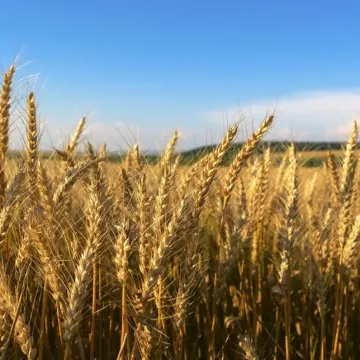 Добирна