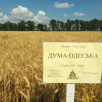 Duma Odeska
